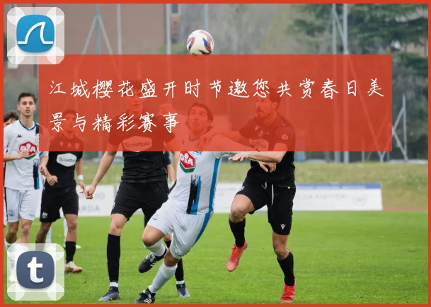 江城樱花盛开时节邀您共赏春日美景与精彩赛事